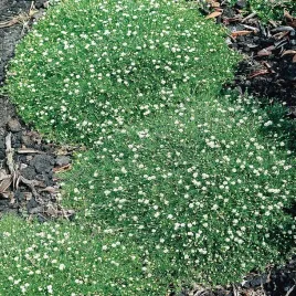 karmnik-oscisty-nasiona-silny-wzrost-egzotyczny-wyglad-trwala-i-efektowna