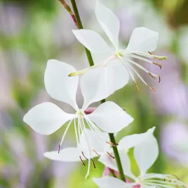 gaura-biala-wieloletnia-delikatne-biale-kwiaty-nasiona-kwiatow