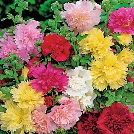 malwa-ogrodowa-pelna-mieszanka-mix-nasiona-kwiatow-malwy-dekoracyjne-kwiaty