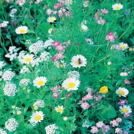 mieszanka-przyciagajaca-pszczoly-kwiaty-miododajne-nasiona-kwiatow-na-laki