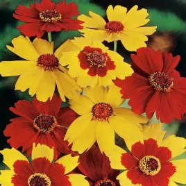 nachylek-dwubarwny-mieszanka-karlowa-nasiona-kwiatow-kwiaty-jednoroczne