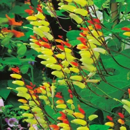 mina-pnacze-nasiona-kwiatow-egzotyczny-wyglad-kolorowe-kwiaty-jednoroczne