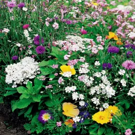 mieszanka-do-ogrodow-skalnych-nasiona-kwiatow-jednorocznych-mix-kolorow