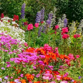 mieszanka-roslin-anty-smogowa-nasiona