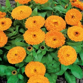 nagietek-geisha-girl-kwiaty-pomaranczowe-nasiona-kwiatow-latwa-w-uprawie