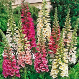 naparstnica-purpurowa-mieszanka-nasiona-kwiatow-mix-dlugie-kwitnienie