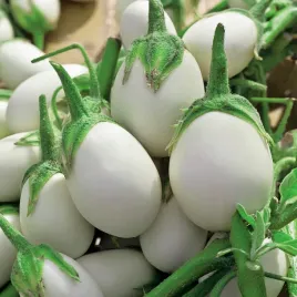 oberzyna-golden-eggs-doniczkowa-mini-baklazan-kuliste-owoce-nasiona