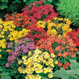 nemezja-powabna-mieszanka-nasiona-kwiatow-pachnace-kwiaty-do-donic