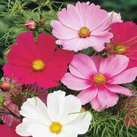 onetek-cosmos-mieszanka-mix-nasiona-kwiatow-kwiaty-bialo-rozowe