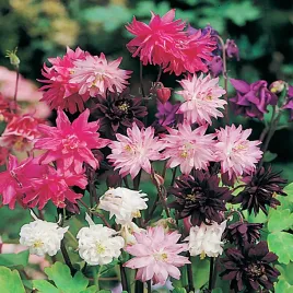 orlik-ogrodowy-pelny-mieszanka-mix-nasiona-kwiatow-obfite-kwitnienie-orliki