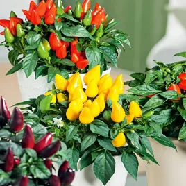 papryka-ozdobna-mieszanka-mix-nasiona-papryki-szybki-wzrost-dekoracyjna