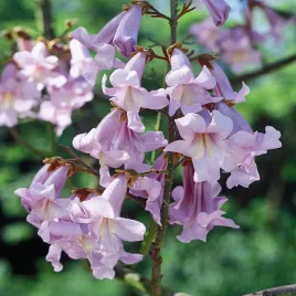 paulownia-omszona-oxygen-tree-drzewo-nasiona-paulowni-rozowe-kwiaty