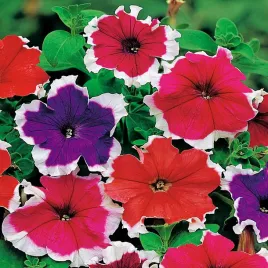 petunia-zwisajaca-mieszanka-nasiona-kwiatow-mix-kwiaty-balkonowe-do-donic