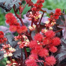 racznik-kasztanowiec-czerwony-nasiona-kwiatow-czerwone-kwiaty-jednoroczne