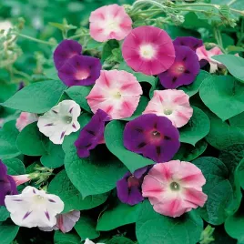 wilec-mieszanka-powoj-roslina-jednoroczna-nasiona-kwiatow-do-ogrodu