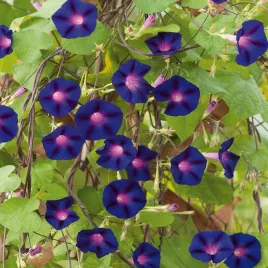 powoj-wilec-grandpa-ott-s-nasiona-kwiatow-pnacych-niebieskie-kwiaty-pnacze