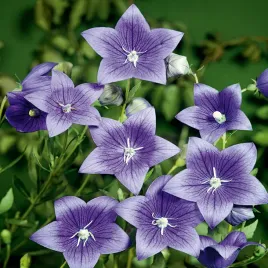 rozwar-platykodon-niebieski-nasiona-kwiatow-obfite-kwitnienie