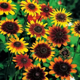 rudbekia-dwubarwna-zolto-czerwona-nasiona-kwiatow-odporna-i-latwa-w-uprawie