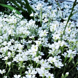 rogownica-kutnerowata-nasiona-kwiatow-biale-delikatne-kwiaty-na-rabaty