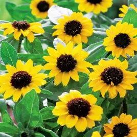 sanwitalia-rozeslana-mini-sloneczniki-nasiona-kwiatow-slonecznik-zolty