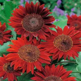 slonecznik-ozdobny-red-sun-czerwony-nasiona-slonecznika-czerwone-kwiaty
