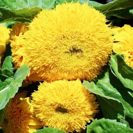slonecznik-ozdobny-karlowy-pelny-teddy-bear-zolty-nasiona-sloneczniki