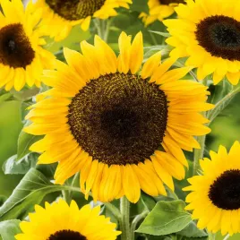 slonecznik-ozdobny-taiyo-na-kwiat-ciety-zolte-kwiaty-nasiona-slonecznika