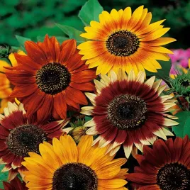 slonecznik-ozdobny-mieszanka-odmian-i-kolorow-nasiona-kwiatow-mix