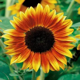 slonecznik-ozdobny-twilight-zone-nasiona-slonecznika-duze-kwiaty