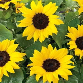 slonecznik-ozdobny-karlowy-bambino-nasiona-kwiatow-slonecznika-zolte-kwiaty