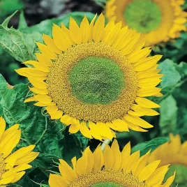 slonecznik-ozdobny-karlowy-green-hobbit-nasiona-kwiatow-slonecznika-zolte