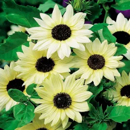 slonecznik-ozdobny-vanilla-ice-ogorkolistny-nasiona-kwiatow-jednorocznych