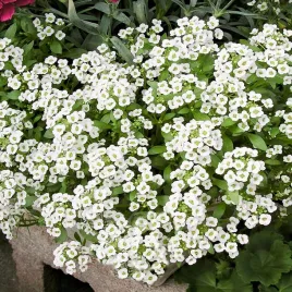 smagliczka-nadmorska-biala-kwiaty-balkonowe-i-rabatowe-nasiona-kwiatow