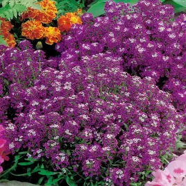 smagliczka-nadmorska-fioletowa-nasiona-kwiatow-dlugie-kwitnienie
