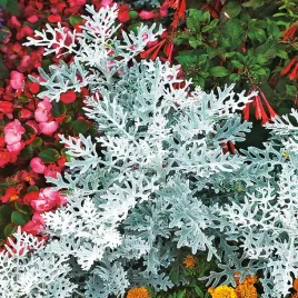 starzec-mrozy-zabkowane-roslina-ozdobna-do-donic-i-rabat-nasiona-kwiatow
