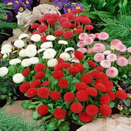 stokrotka-pomponowa-mieszanka-mix-nasiona-kwiatow-stokrotki