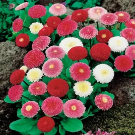 stokrotka-pelna-mieszanka-dwuletnie-nasiona-kwiatow-mix-kolorowe-kwiaty