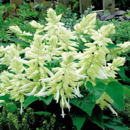 szalwia-blyszczaca-biala-intensywne-biale-kwiaty-nasiona-kwiatow