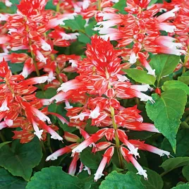 szalwia-blyszczaca-scarlet-bicolor-nasiona-kwiatow-bialo-czerwone