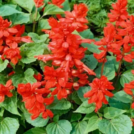 szalwia-blyszczaca-czardasz-czerwona-nasiona-kwiatow-intensywnie-czerwone