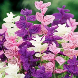 szalwia-trojbarwna-dekoracyjna-i-aromatyczna-nasiona-ziol-kolorowe-kwiaty