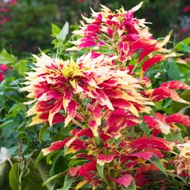 szarlat-trojbarwny-finezja-nasiona-kwiatow-kolorowe-liscie-ozodbne