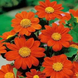 titonia-pomaranczowa-nasiona-kwiatow-wysokie-kwiaty-miododajne-jednoroczne