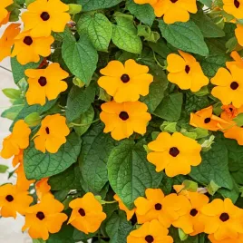 tunbergia-pomaranczowa-pnacze-balkonowe-dlugie-kwitnienie-nasiona-kwiatow