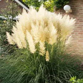 trawa-pampasowa-biala-nasiona-traw-ozdobnych-trawy-dekoracyjne-biale