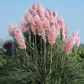 trawa-pampasowa-rozowa-trawy-ozdobne-rozowe-nasiona-traw-dekoracyjnych