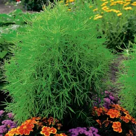 mietelnik-zielony-zielone-kuliste-krzewy-latwa-uprawa-dekoracyjne-kule