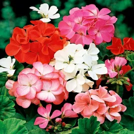 pelargonia-rabatowa-nasiona-kwiatow-pelargoni-czerwono-rozowe-pelargonie