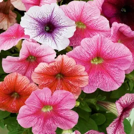 petunia-zylkowana-niska-mieszanka-mix-nasiona-kwiatow-idealne-do-donic