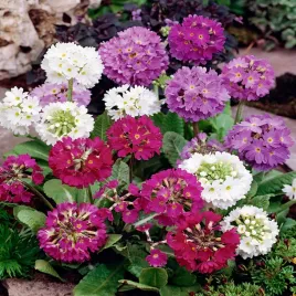 pierwiosnek-zabkowany-mieszanka-mix-nasiona-kwiatow-rozowo-biale-kwiaty